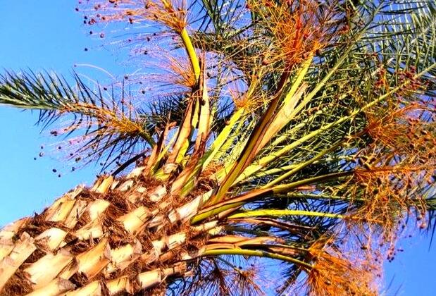 Villa Duran - Görsel 5