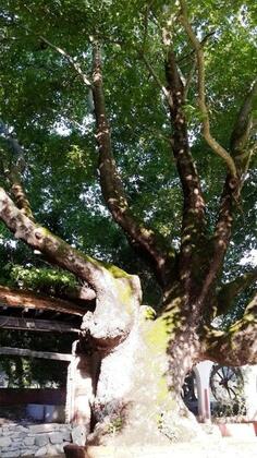 Manastır Mola Butik Otel - Görsel 15