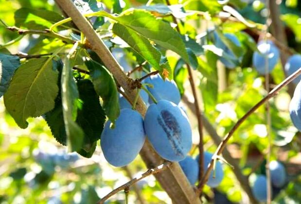 Selin Pansiyon Kemer - Görsel 10