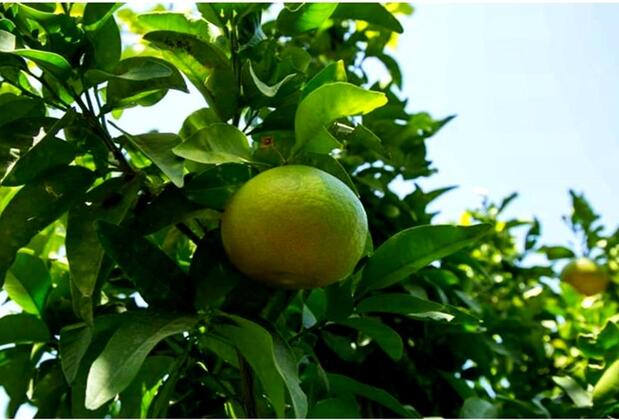 Selin Pansiyon Kemer - Görsel 6