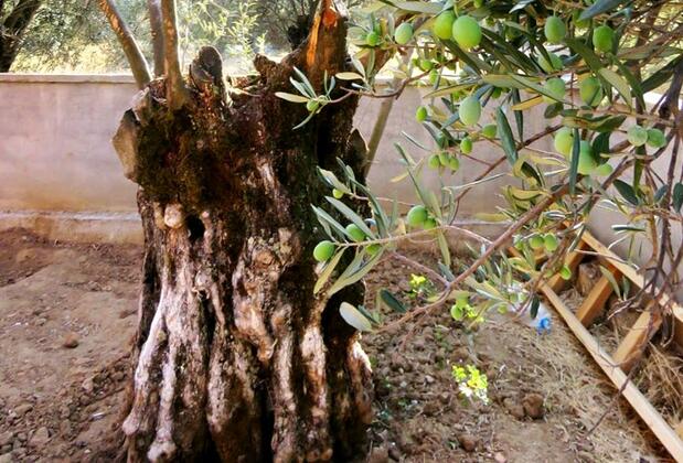 Güllü Pansiyon - Görsel 3