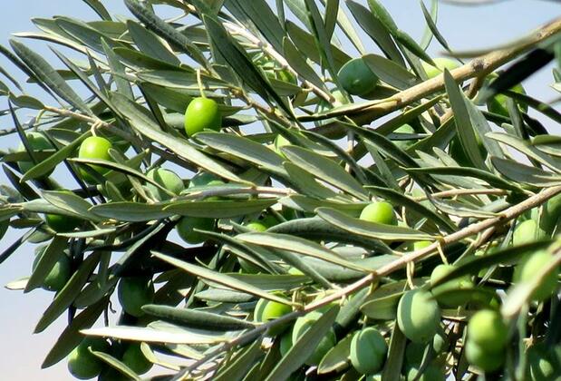 Güllü Pansiyon - Görsel 4