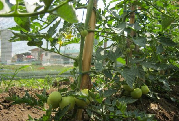 Defne Pansiyon Ağaç ve Apart Evler - Görsel 4