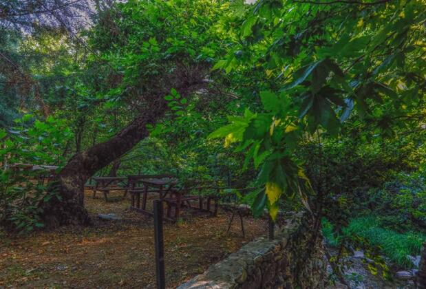 Kazdağı Kamp Zeytinli - Görsel 3