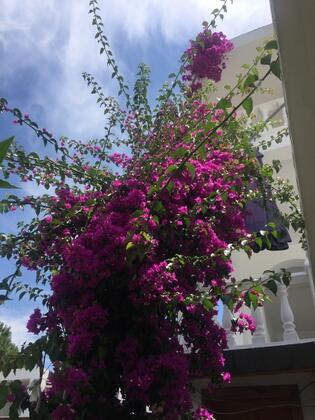 Karanfil Hotel - Görsel 20