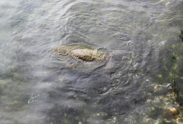 Mavi Yengeç Yüzer Köşk Restaurant ve Apart Otel - Görsel 10