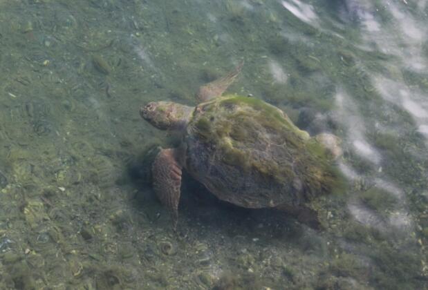 Mavi Yengeç Yüzer Köşk Restaurant ve Apart Otel - Görsel 36