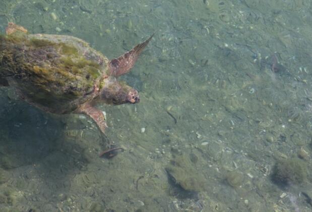 Mavi Yengeç Yüzer Köşk Restaurant ve Apart Otel - Görsel 21