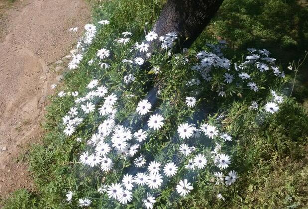 Cici's Pansiyon - Görsel 26