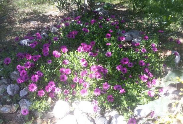 Cici's Pansiyon - Görsel 5