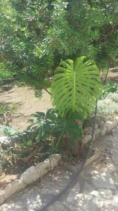 Cici's Pansiyon - Görsel 8