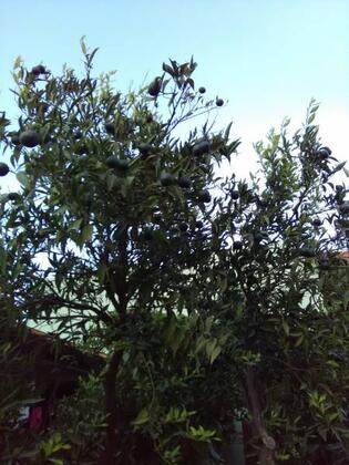 Nazar Apart & Pansiyon - Görsel 17