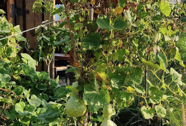 Adrahasan Bungalow - Görsel 5