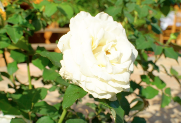 Sunset Kütük Evler Palamutbükü - Görsel 16