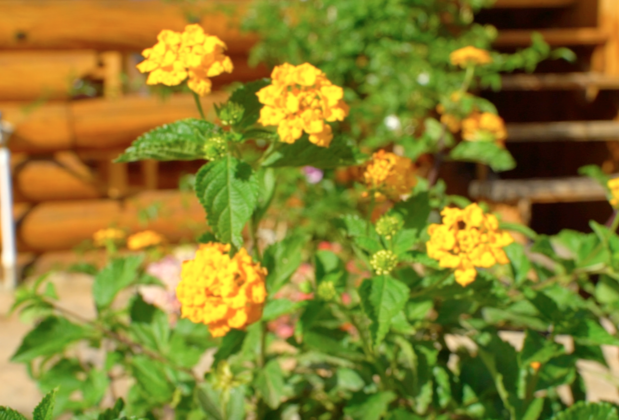 Sunset Kütük Evler Palamutbükü - Görsel 14