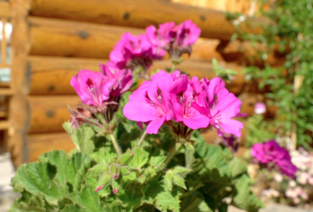 Sunset Kütük Evler Palamutbükü - Görsel 15