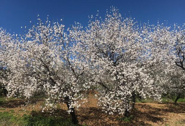 Berke Cafe Pansiyon - Görsel 4