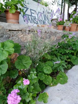 Bozcaada Zeytin Suite Pansiyon - Görsel 12