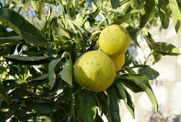 Villa Derin Söğüt - Görsel 42