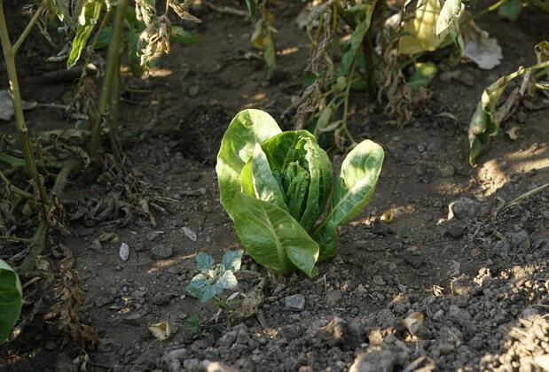 Villa Derin Söğüt - Görsel 49