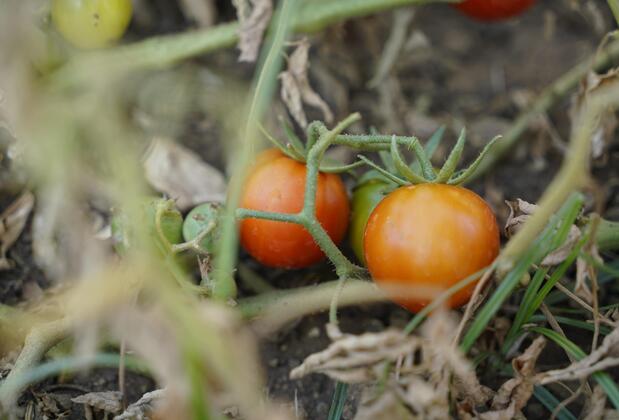 Villa Derin Söğüt - Görsel 22