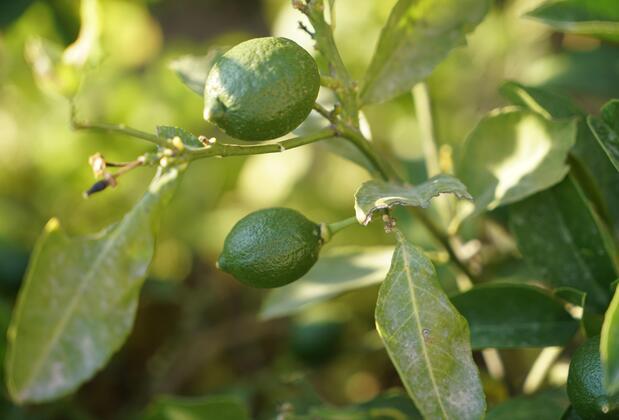 Villa Derin Söğüt - Görsel 25