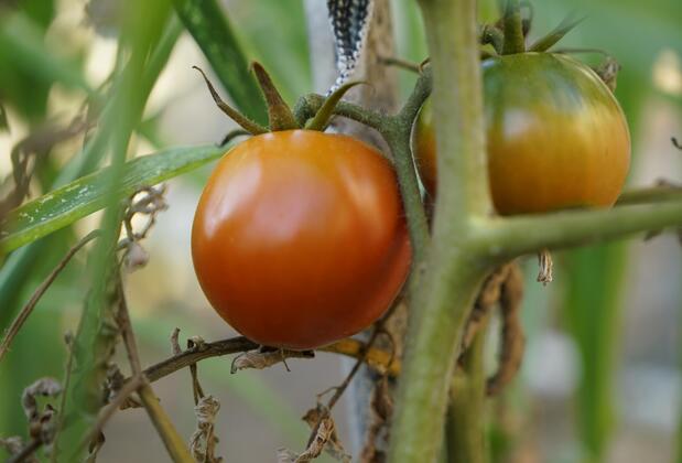 Villa Derin Söğüt - Görsel 32