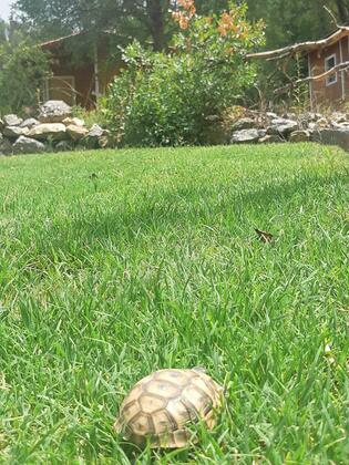 Yalınayak Olimpos - Görsel 4