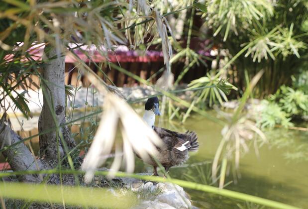 Olympos Ray Bungalow - Görsel 5