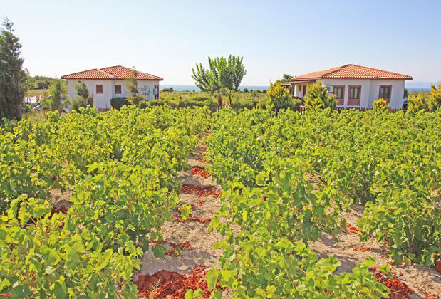 Karina Vineyard House +15 Adult Only - Görsel 3