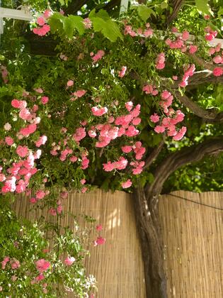 Cennet Hotel - Görsel 27