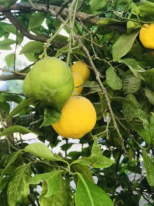 Cennet Hotel - Görsel 31