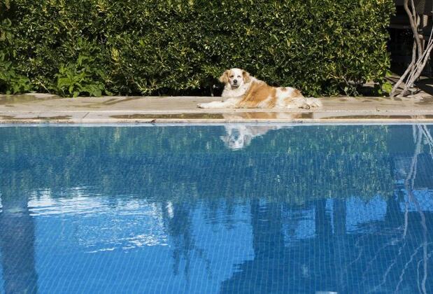 İstanbul Otel Göltürkbükü - Görsel 13