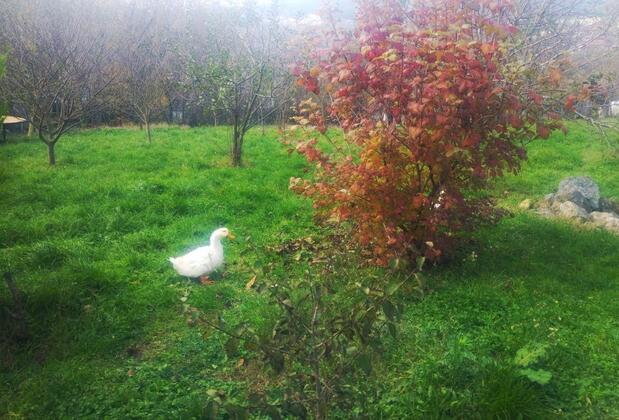 Küçük Ev Bungolov - Görsel 8