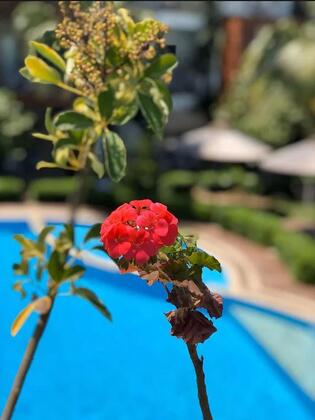 Liona Hotel - Görsel 7