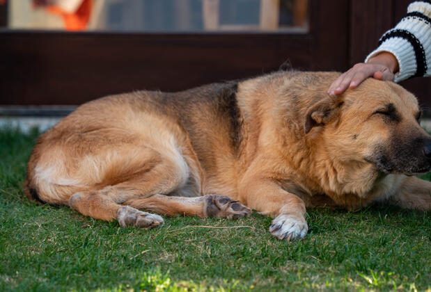 Cunda Ajlan Otel - Görsel 2