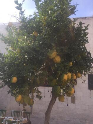 Hanehan Butik Otel Şanlıurfa - Görsel 4