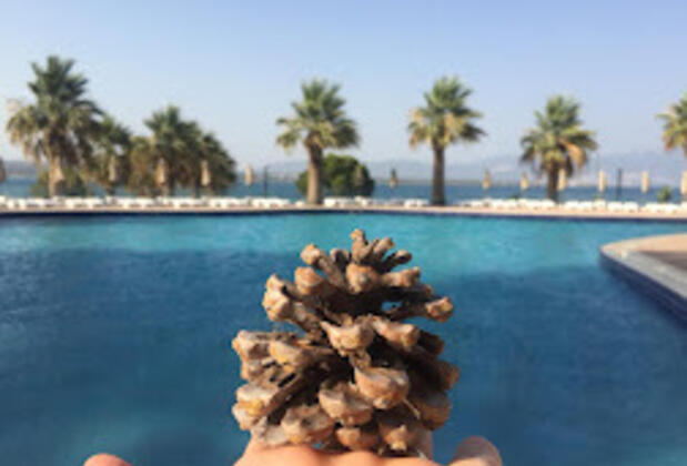 Stera Zeus Hotel Didim - Görsel 13