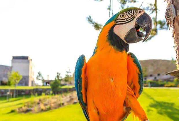 Ajwa Cappadocia - Görsel 16