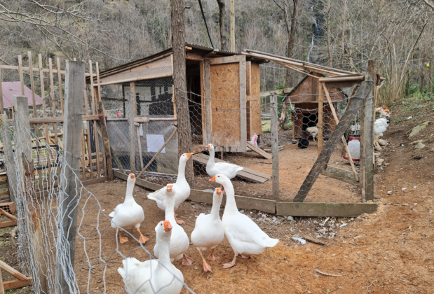 Uzun Irmak Bungalow & Restaurant - Görsel 3