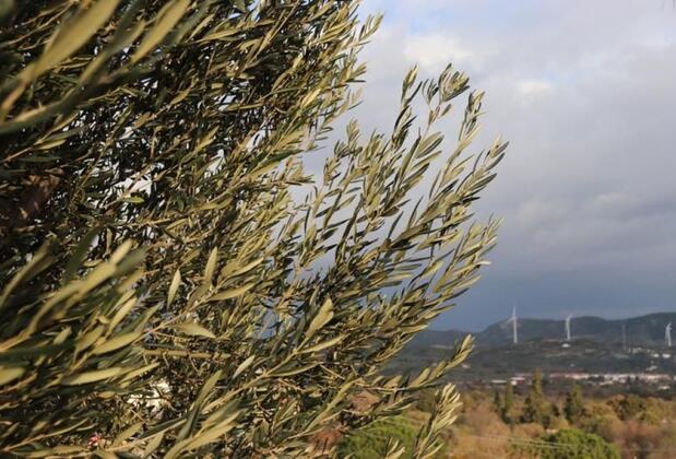 Zeyt Inn Hotel - Görsel 3