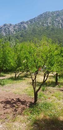 Aso Camping - Görsel 3