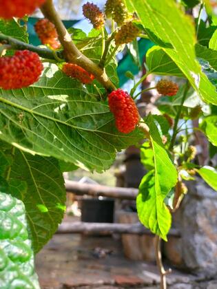 Durusu Çiftlik Evleri & Camping - Görsel 7