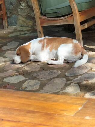 Durusu Çiftlik Evleri & Camping - Görsel 9