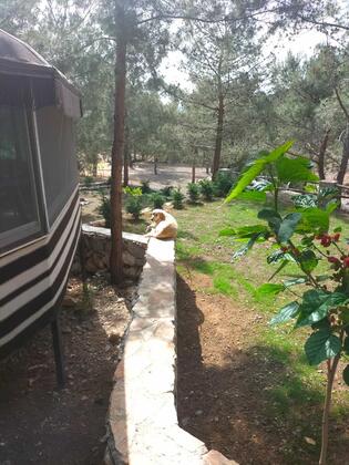 Durusu Çiftlik Evleri & Camping - Görsel 10