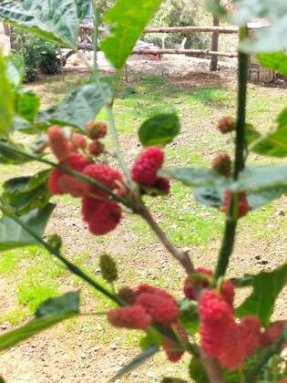 Durusu Çiftlik Evleri & Camping - Görsel 43