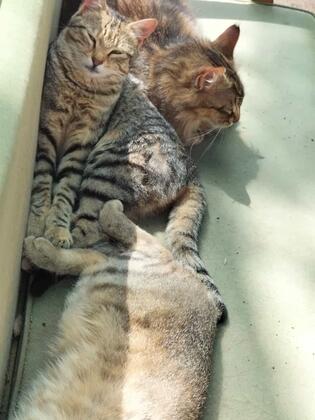 Durusu Çiftlik Evleri & Camping - Görsel 45