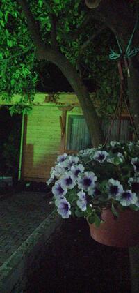 Nirvana Apart Evleri Adrasan - Görsel 13