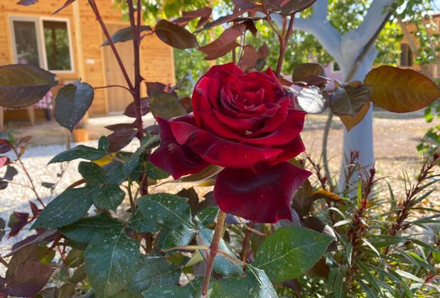 Adrasan Yörük Obası Camping & Bungalow - Görsel 15