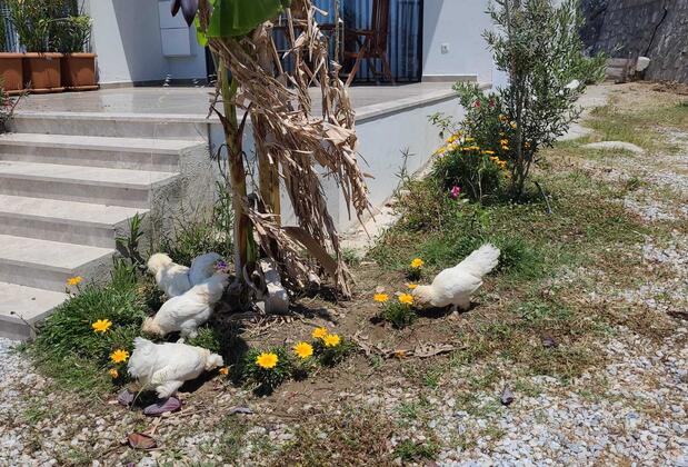 Harmoni Apart Villa - Görsel 8